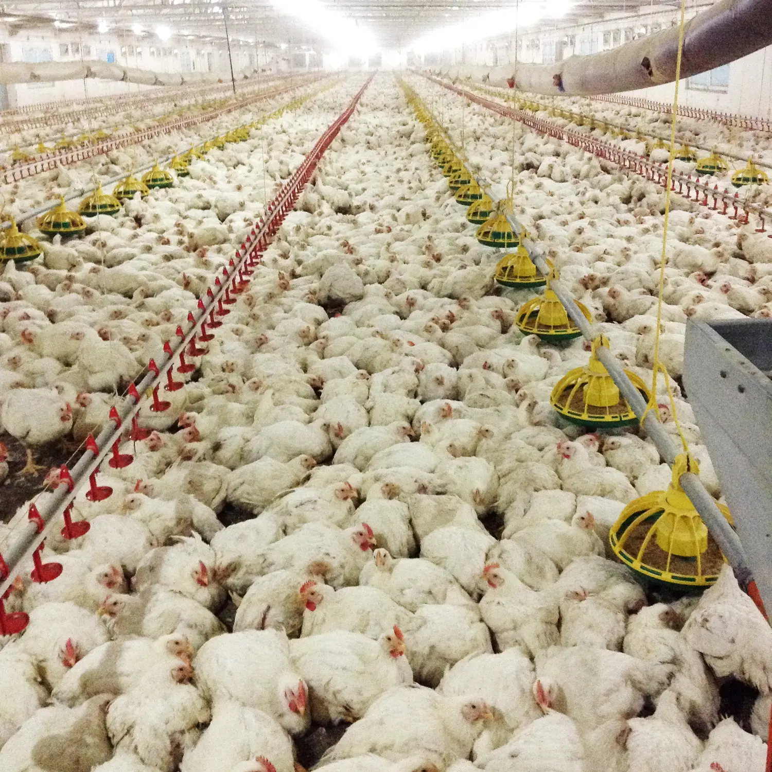 Backup Power System for a Chicken Farm