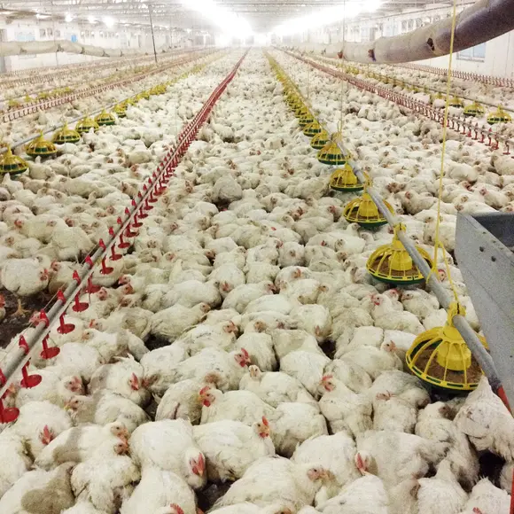 Backup Power System for a Chicken Farm