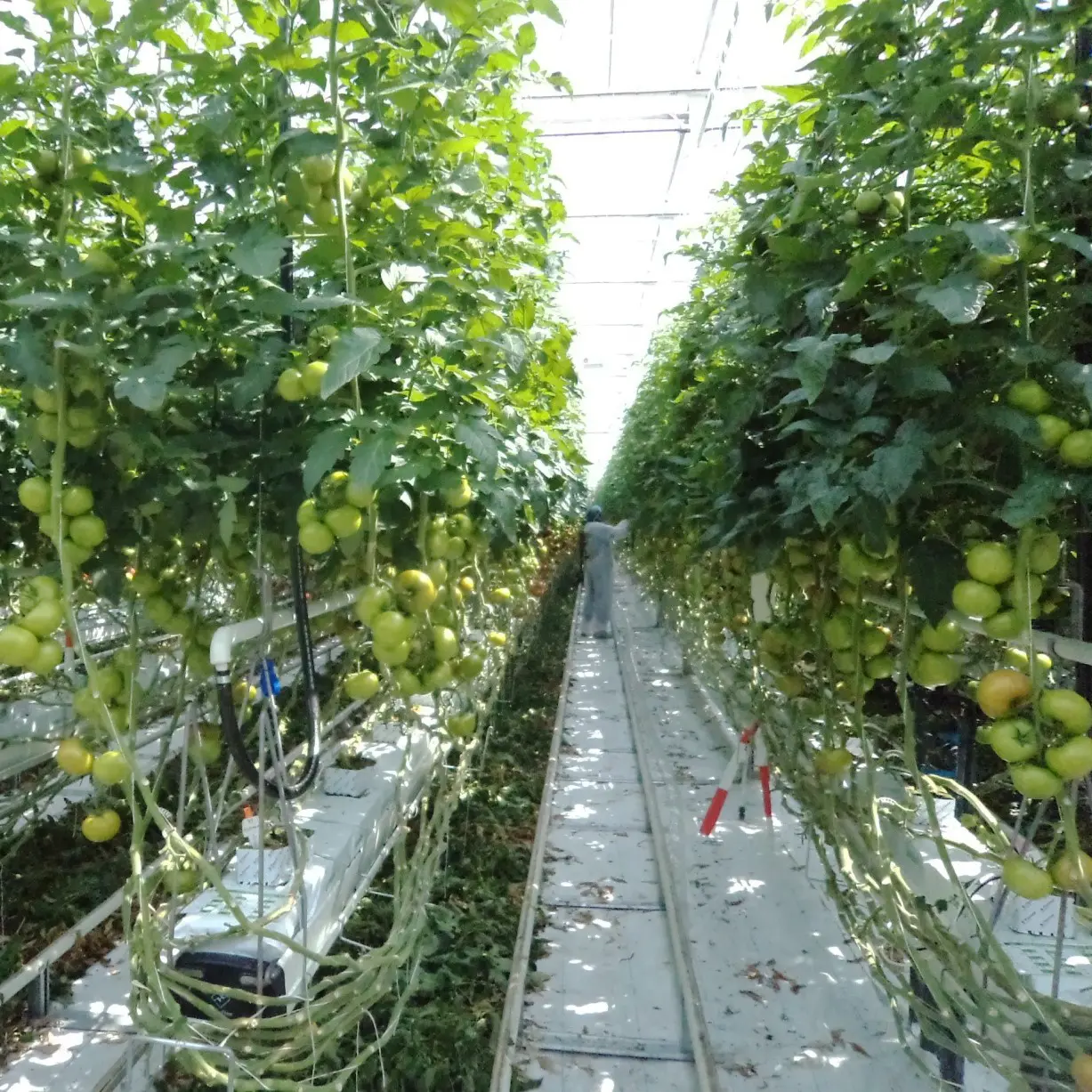 Backup power for a plant farm in India