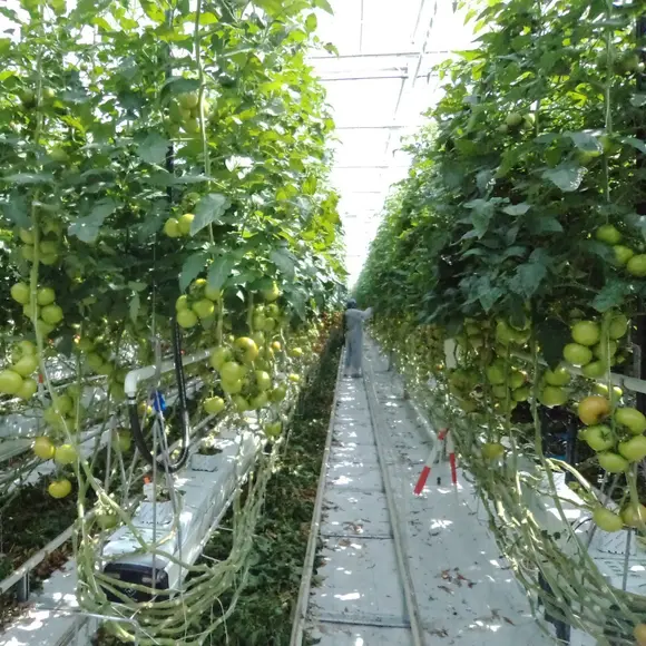 Backup power for a plant farm in India